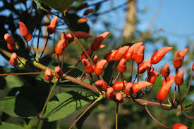 Seed pods are initially straight but twists into all tree parts are used in traditional medicine, especially for treating skin ailments. Coral Tree Cainta Plant Nursery