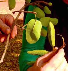 Image result for Tiliacora funifera