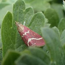 Image result for Volusia resupinata