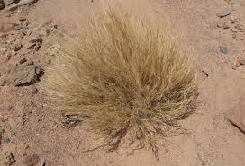 Image result for Stipagrostis