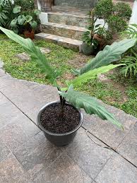 4.1 out of 5 stars 19. Sharing One Alocasia A Day For February Here S Alocasia Lauterbachiana Alocasia