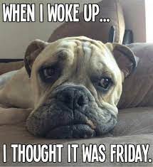 101 Funny Thursday Memes That Work Day And Night To Make You Happy Good Morning Dog Funny Dogs Animal Memes