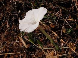 Image result for Ipomoea lapathifolia