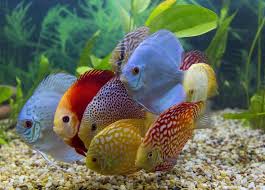 Zusammen Gruppe Von Diskus In Meinem Aquarium Gepflanzt Aquarium Diskus Gepflanzt Gruppe Meinem Von Discus Fish Aquarium Fish Tropical Freshwater Fish