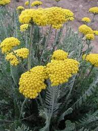 Yellow Yarrow Flowers Perennials Perennial Plants Plants