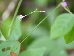 Image result for Teramnus labialis