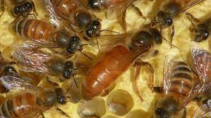 Development from egg to emerging bee varies among queens, workers, and drones. How Long Does A Queen Bee Live