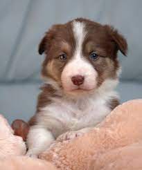 Border Collie Pups Puppies For Sale Scotland Uk Border Collie Puppies Puppies Collie