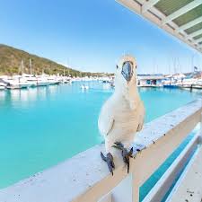 One Of The Very Friendly Locals Decided To Join Me For Lunch Hamilton Island Whitsundays Queensland Thanks To Flightcent Hamilton Island Wildlife Animals
