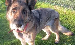We are one of 44 bc spca locations across the province serving sick, neglected, abused and homeless animals. These Sacramento Based Pups Are Up For Adoption And In Need Of A Good