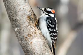 Songbirds and Woodpeckers - Lake Roosevelt National Recreation Area (U.S.  National Park Service)