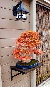 In particular, the autumn moon fullmoon maple's best location within your garden is in patio and containers, beds and borders, and in small gardens, others use it for landscaping in a privacy screen, urban garden, container, specimen, or a woodland garden. Japanese Maple Benichidori Japanese Maple Japanese Garden Bonsai Plants