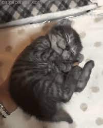 Catgifcentral Placing Sleeping Kitten In Bed Sleeping Kitten Cute Baby Animals Cute Animals