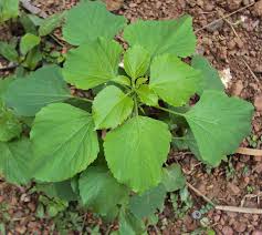 Image result for Acalypha indica