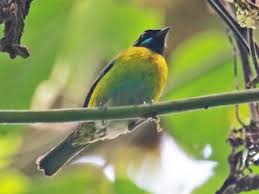 blåskäggig tangara