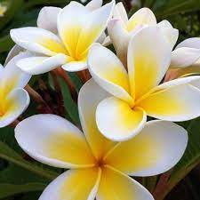 Pin On Flowers Flors