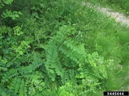 Weed control should usually be done by hand weeding or with the use of herbicides. Toxic Weed Identification Upson County