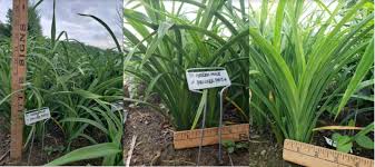 Maybe you would like to learn more about one of these? Ohiosniper Eustace Daylily Farm