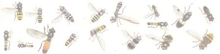 Mic Uk Hoverflies All About Hoverflies
