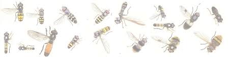 mic uk hoverflies all about hoverflies