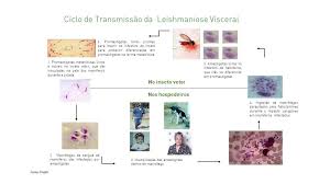 leishmaniose saiba os riscos e onde buscar tratamento na rede publica agencia brasilia