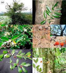 Image result for Dolichandrone alba