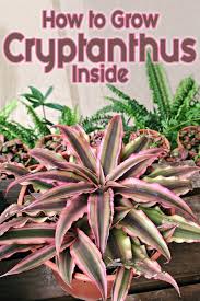 How To Grow Cryptanthus Inside Cryptanthus Bromeliads Are Generally Terrestrial Which Means That They Naturally Grow Home Vegetable Garden Plants Bromeliads