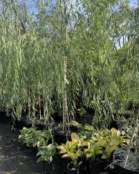 Image result for Salix babylonica