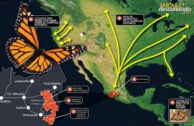 El Santuario de la Mariposa Monarca de Sierra Chincua en México