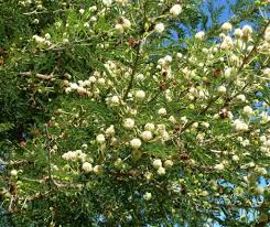 Image result for Acacia kirkii