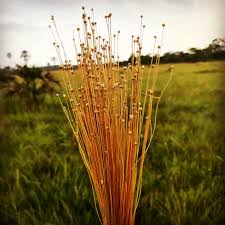 Image result for Syngonanthus