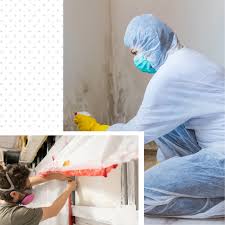 Vancouver's Mold & Environmental Remediation - Quick Start ...