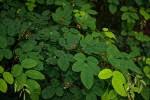 Image result for Indigofera ormocarpoides