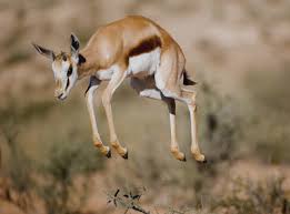 More than one million customers trust. How Do Gazelles Use Body Language Howstuffworks