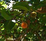 Image result for Sericanthe chimanimaniensis