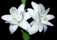 نتیجه تصویری برای عکس های زیبا دسته گل مریم و نرگس