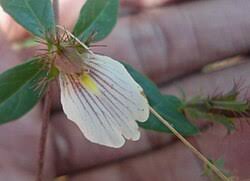 Image result for Blepharis burundiensis