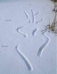 Stories In The Snow Snow Animal Tracks Track