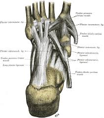 The new teaser shows footage from erika's pasadena property which she shared with girardi. Anatomy Tendons Article