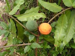 Image result for Landolphia