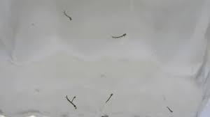 When disturbed they wriggle downward. Mosquito Larvae In Water Swimming Wrigg Stock Video Pond5