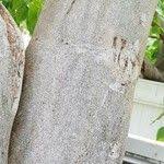 Image result for Ipomoea intrapilosa