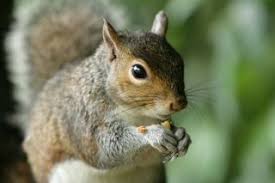 Squirrels Diet Habits Other Facts Live Science
