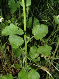 Image result for Crambe kilimandscharica