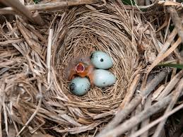 Image result for Flyte Blackbird Nest Box
