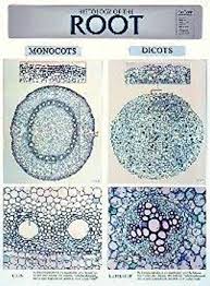 wc23 plant leaf chart biocam plant histology charts