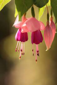 Fuchsia Fuchsia Flowers Pretty Flowers Love Flowers