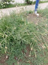 Image result for Turbina longiflora