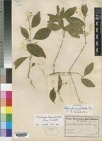 Image result for Hippocratea