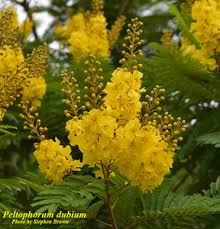 Image result for Peltophorum dubium